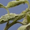 Pétition contre la loi Duplomb : “Il n’y aura plus que des fruits et légumes de l’étranger”, s'inquiète un arboriculteur
