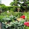 Sommersonnenwende: Tipps und Tricks für die Gartenpflege