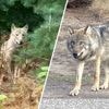 Van codenummer naar roepnaam: dit is het verhaal achter de naam van de wolf