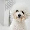 Rise of the 'Oodles': Designer poodle crossbreeds are surging in popularity - so, do you know your Bolonoodle from your Chipoo?