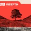 The fate of the Sycamore Gap tree has shed light on a deeper concern