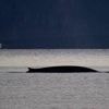 Un rorqual, le deuxième plus gros mammifère de la planète, observé près des côtes à Marseille
