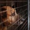 Imported dogs 'posing risk to UK', RSPCA warns