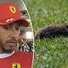 Lewis Hamilton 'devastated' after hitting furry animal with his Ferrari during Canadian Grand Prix