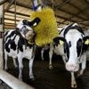 ‘Stankoverlast groot probleem rond ruim tweeduizend veebedrijven’