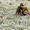 REPORTAGE. Des trésors du jardin botanique à son célèbre festival photo, découvrez ce village breton