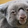 Mega-Projekt an der Ostküste: Australien schafft riesigen Nationalpark für Tausende Koalas
