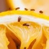 Fruchtfliegen loswerden: Mit diesem einfachen Trick gelingt's