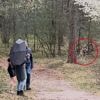 Gelderland geeft vergunning voor afschieten wolf na bijtincident: ‘Noodzakelijk voor de openbare veiligheid’