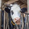Nederlandse melkkoeien zien minder gras, stal wint terrein