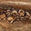Deadly rabies outbreak feared as hundreds exposed to infected bats at US vacation spot