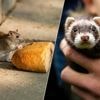 Rotterdam jaagt met fretten op ratten: 'Binnen drie uur 69 knaagdieren gevangen'