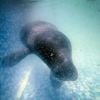 Hope floats in the Amazon as Bacuri, a young manatee, fights for survival