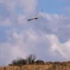 Conservationists release rehabbed vultures back into wild on South Africa mountain