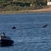 Terror in Rhode Island as enormous TWENTY FOOT shark is spotted swimming in pond