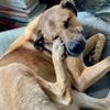 Mon chien se gratte, c’est grave docteur ?