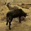 ‘Geen enkele indicatie’ dat schapen bij shoarmazaak Veldhoven geofferd zouden worden, volgens NVWA