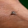 Premier épisode de transmission autochtone de dengue pour cette année 2025 identifié en région Auvergne-Rhône-Alpes