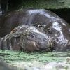 Schön und traurig zugleich: Berliner Mini-Hippo Toni zieht nach Mulhouse