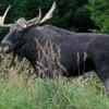 Project aims to return 'keystone' elk to UK