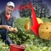 Marktprijs aardappelen zakt tot slechts een tiende van vorig jaar: “Niemand wil onze aardappelen. Nog nooit meegemaakt”