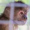 USA: Zahlreiche Personen nach Handel mit Online-Tierquälvideos angeklagt