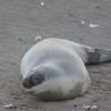 Zeldzame zeehond uit Noordpool-gebied gespot in Oostende: ‘Nog maar vijfde keer dat aan onze kust een klapmuts opduikt’