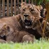 Von Mutter nicht angenommen: Darum schläferte der Kölner Zoo zwei Löwenjungen ein