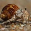Three men held over suitcases stuffed with hermit crabs