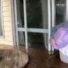 Elderly woman rescued from flood ravaged Australian home