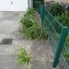 Kiezkamera Tempelhof-Schöneberg: Blumen auf Beton und Hilfe bei Hitze