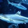 Sharks are losing their deadly teeth thanks to climate change, scientists warn