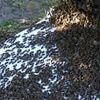 Urgent warning to Brits over an influx of BEES: UK heatwave could create a 'nectar tsunami' that triggers a rapid swarming event, experts warn