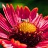 Orchidée, rose, iris, tournesol… Voici vos plus belles photos de fleurs