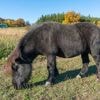 Negen maanden cel voor man die pony acht keer seksueel misbruikte