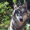 CARTE. Quelles sont ces communes de Maine-et-Loire où le loup inquiète le plus les éleveurs ?