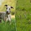 Expert issues urgent warning over common plant in the UK that could be FATAL to your dog