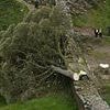 The damning evidence that convicted 'moronic' Sycamore Gap tree duo: Arrogant pair thought they'd got away with tree felling that shocked the world.... but left vital clues