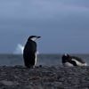 Veelbelovende celtherapie en vrijgelaten pinguïns: het goede nieuws deze week