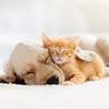 Neurologist warns of serious issues which can be triggered by playing with cute pet owned by millions