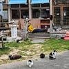 Feline photo leaves people scratching their heads - how many cats can you find in 30 seconds?