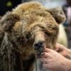 French hunter given suspended sentence for killing protected bear