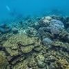 Mission "Daunpapua" : une expédition française lancée pour mieux connaître les grands fonds marins du Pacifique