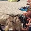 Hungry goat on the loose causes HAVOC as it pesters tourists for food on Greek beach - and even smacks a woman in the face