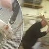 £250m wiped off value of UK pork producer after sickening secret recordings show helpless piglets being 'beaten to death'