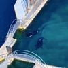 Killer whales abandoned at 'frozen in time' decaying marine zoo face certain death