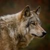 Kind inderdaad gebeten door probleemwolf Utrechtse Heuvelrug