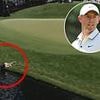 Volunteer goes to extraordinary lengths to pocket Rory McIlroy's ball after his latest PGA Championship nightmare