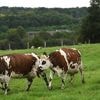 « C’est quoi cette vacherie » : quand un Mayennais croit voir des vaches sur le toit d’une maison