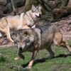 Herabsenkung des Schutzstatus: EU-Parlament macht den Weg für mehr Wolf-Abschüsse frei